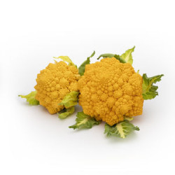 CHOU FLEUR ROMANESCO ORANGE 10PCS
